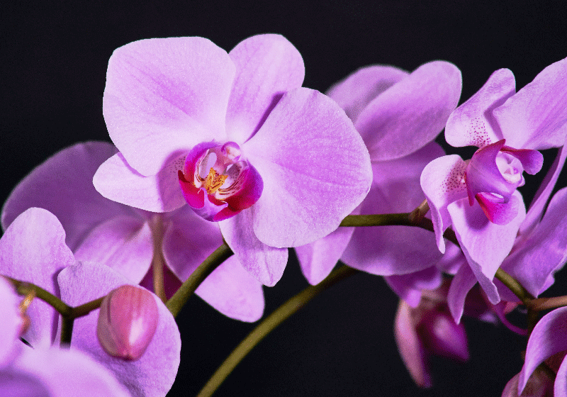 Fotomural orquídeas Rama de orquídeas moradas - TenVinilo