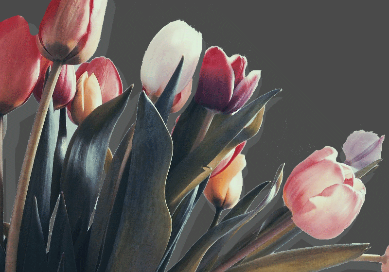 Fotomural Tulipanes Tulipanes Rosas Sobre Fondo Negro Tenvinilo