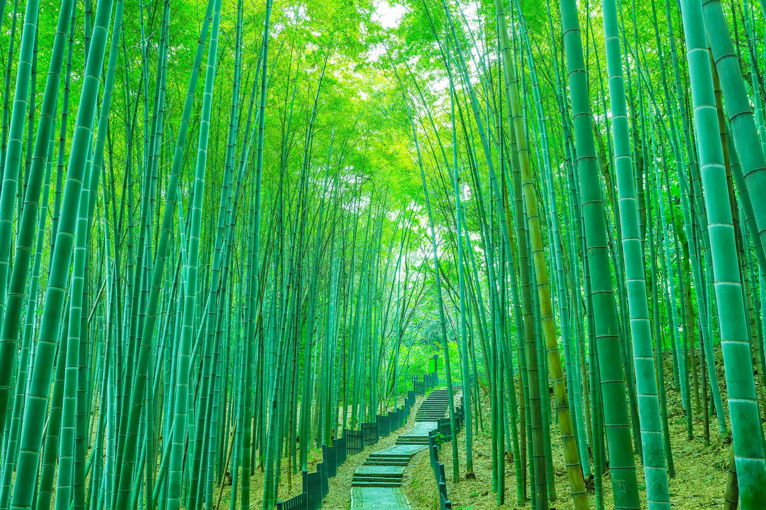 Fotomural Bosque de Bambu en Vinilo