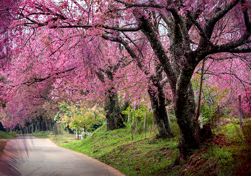 Fotomural árbol Cerezos japoneses rosados - TenVinilo