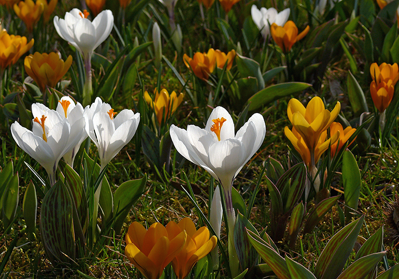Fotomurais plantas e flores Flores brancas e amarelas de açafrão -  TenStickers