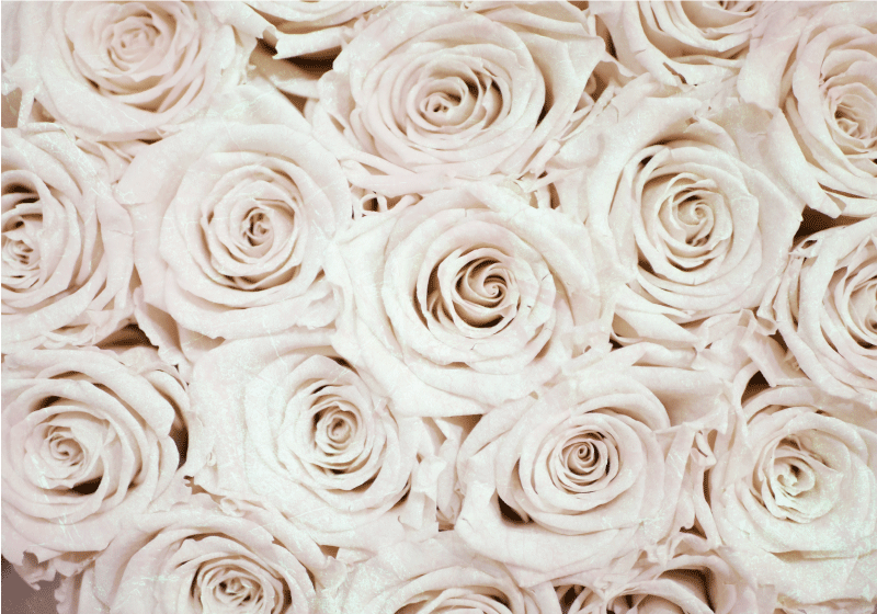 Sticker Mural Fleur Roses 3d - TenStickers
