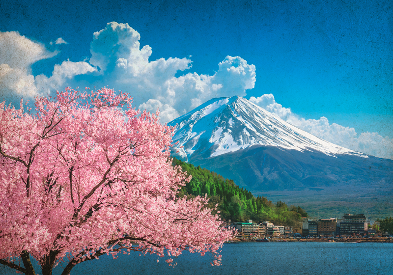 Mount Fuji Cherry Blossom 4K Wallpaper iPhone HD Phone #6801k