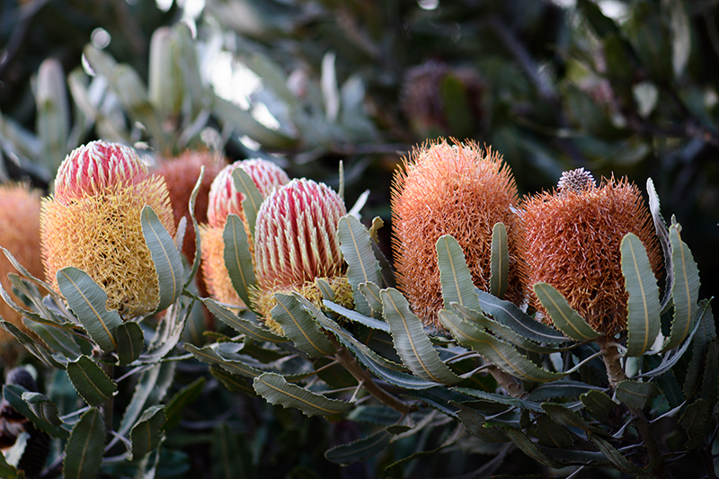 Banksia native Australian plants mural wallpaper TenStickers