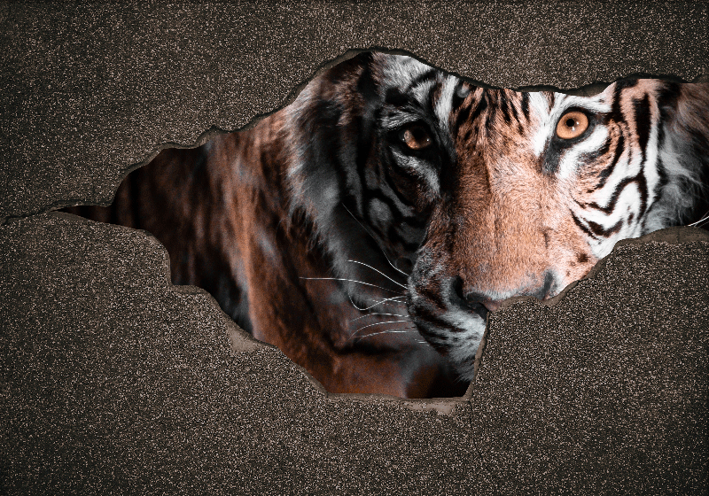 Tigre 3d em papel de parede fotomural vinílico de parede - TenStickers