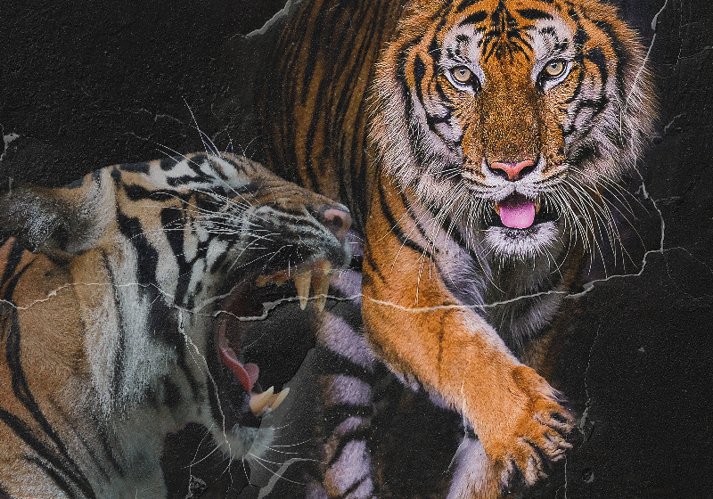 3D Tiger Background Wallpaper 07464 - Baltana