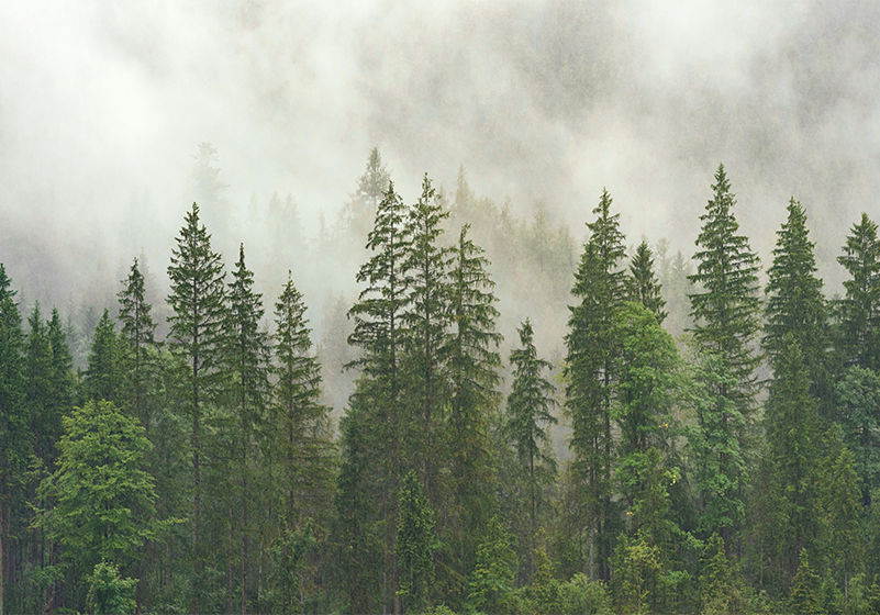 Tapete mit Bäumen Mysteriöser wald - TenStickers