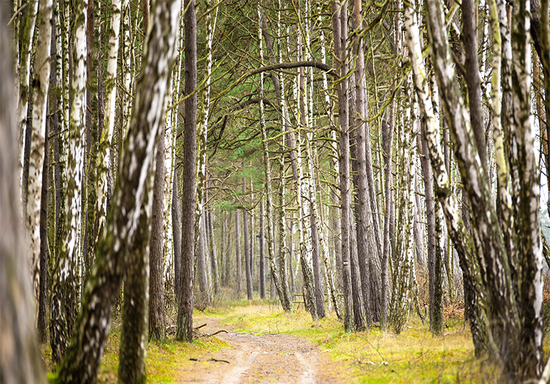 Bjorkeskog