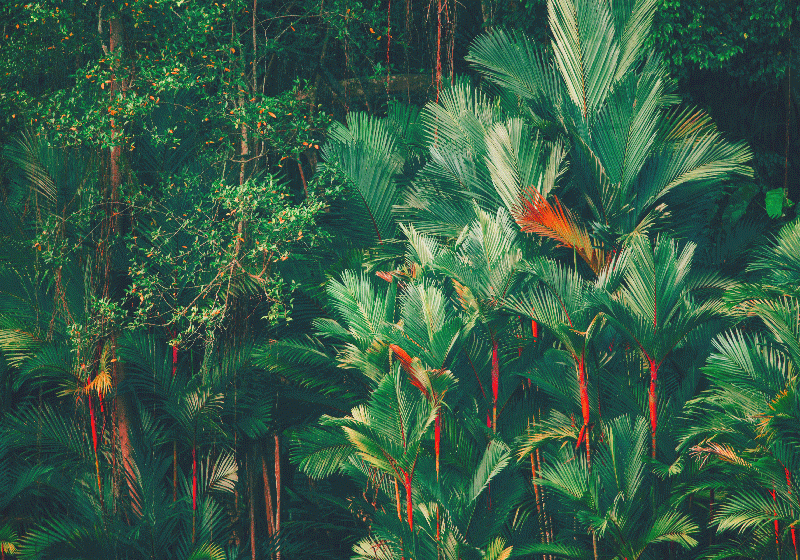 ジャングルの朝の森の壁画の壁紙 Tenstickers