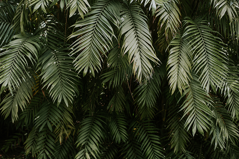 зеленые пальмы листья текстура природа фрески - TenStickers