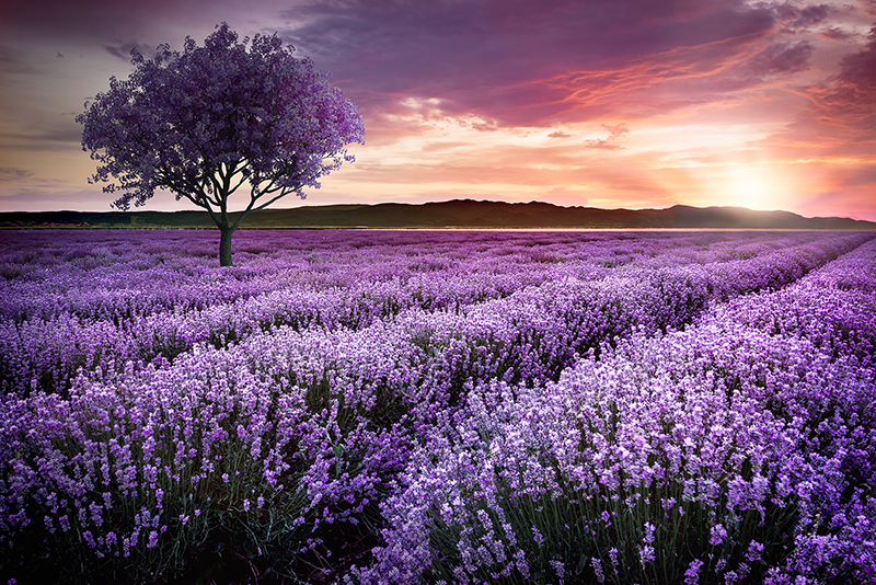 Fotomural de naturaleza árbol de fantasía púrpura con flores - TenVinilo