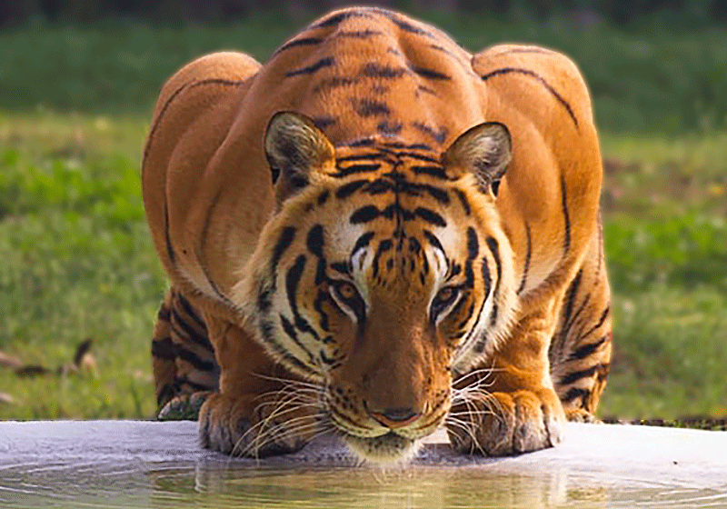 This is a tiger portrait. This menacing tiger have great orange