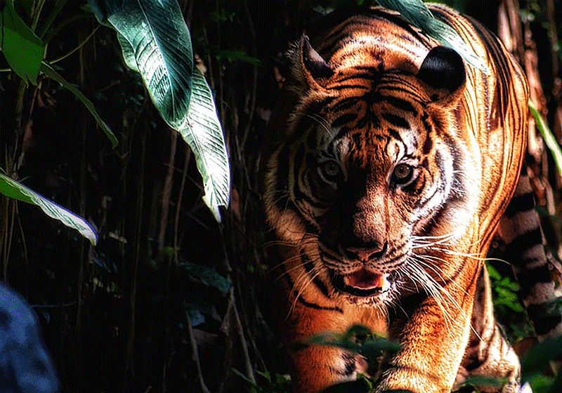 Walking tiger in the jungle mural wallpaper - TenStickers