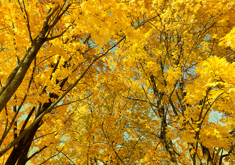 Fotomural árbol hojas amarillas de otoño - TenVinilo