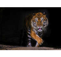 Tiikeri liima eläinten valokuvaustapetti - Tenstickers