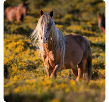 Beige hevonen modernit lasinaluset - Tenstickers