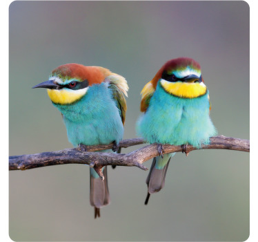 두 개의 파란색 새 현대 코스터 - TenStickers