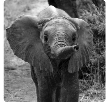 Baby elefant moderne coasters - Tenstickers