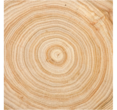 Posavasos textura árbol de corteza de patrón de madera circular - TenVinilo