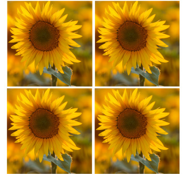 Posavasos de girasol realistas - TenVinilo