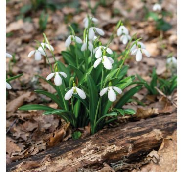 Campanillas de invierno diseño del paisaje forestal más posavasos - TenVinilo
