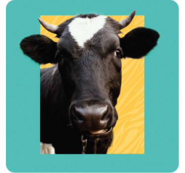 Pepping cow more coasters - TenStickers