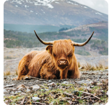 Highlands cattle cow more coasters - TenStickers