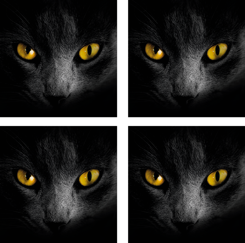 ハロウィン黒猫コースター