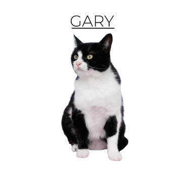 Poster Tiere dicke Katze mit Namen - TenStickers