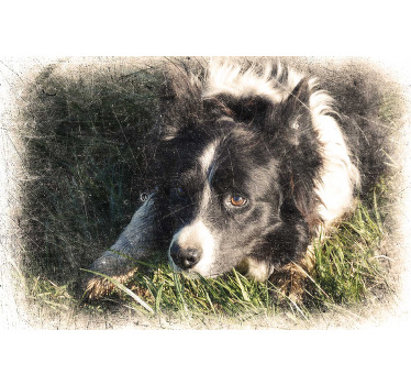 Poster sonstige Tiere benutzerdefinierter vintage-effekt - TenStickers