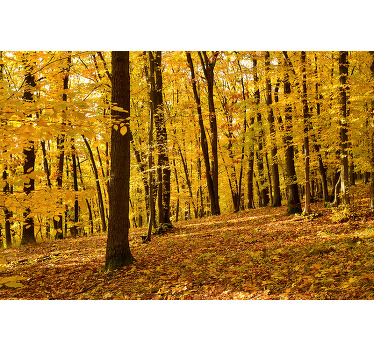 Poster photo réaliste forêt en automne - TenStickers