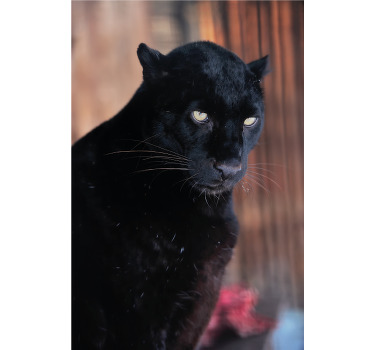 客厅海报豹子潜行 - TenStickers