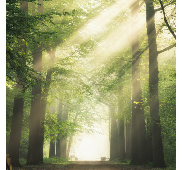 Αφίσα για το σαλόνι Πράσινο δάσος με τον ήλιο - TenStickers