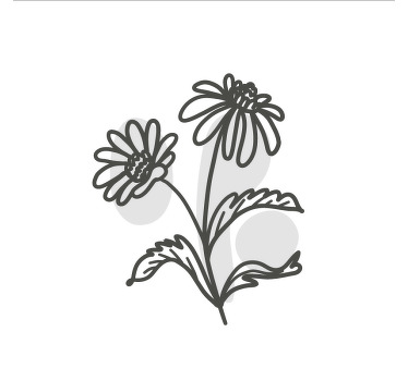 Plakat do salonu z liniowym wzorem stokrotek - TenStickers