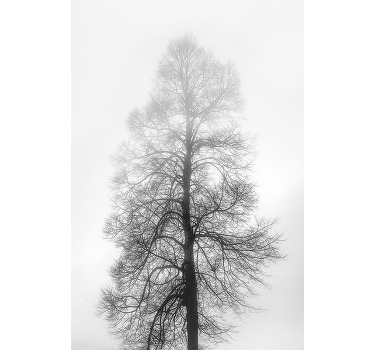 꽃과 식물이 있는 포스터 모노크롬 나무 실루엣 - TenStickers