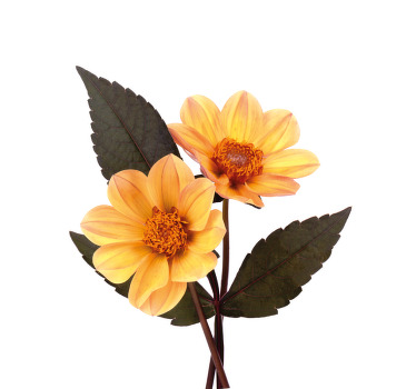 꽃과 식물이 있는 포스터 두 송이 꽃 - TenStickers