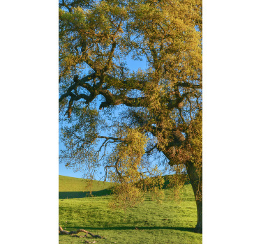 Poster árboles diseño de árbol 3d natural - TenVinilo
