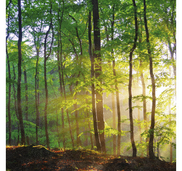 Poster árboles luz natural en el bosque - TenVinilo