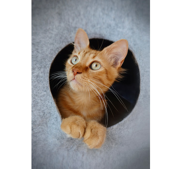 Peeking cat poster print design - TenStickers