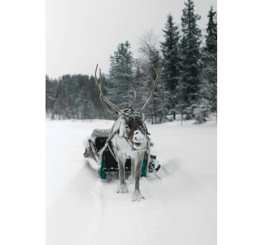 Božični plakat s severnimi jelenčki - TenStickers