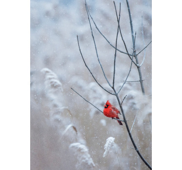 Tisk plakata z božičnimi pticami - TenStickers
