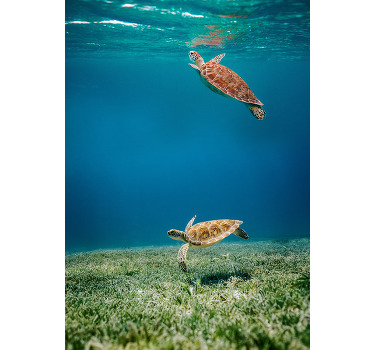 Poster schildpadden op avontuur - TenStickers