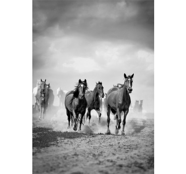 Posters zwart en wit paarden - TenStickers