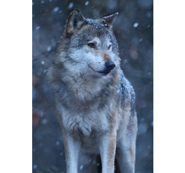 Poster photo loup dans la neige - TenStickers