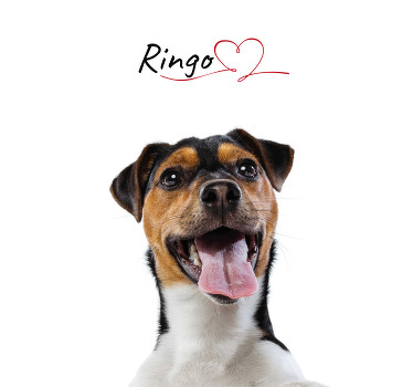 Tilpasset hundekærlighed Hunde plakat - TenStickers