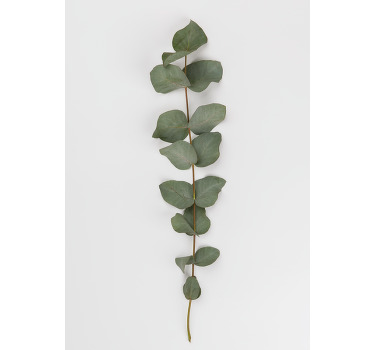 Eucalyptus blade Plakat med træer - TenStickers