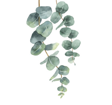 Eucalyptus Twigs tree poster - TenStickers