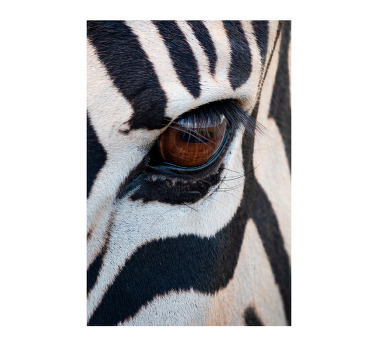 Poster animaux style œil du zèbre - TenStickers