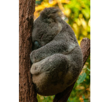 Poster chambre ado koala qui dort - TenStickers