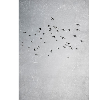 Poster animaux oiseaux qui volent - TenStickers